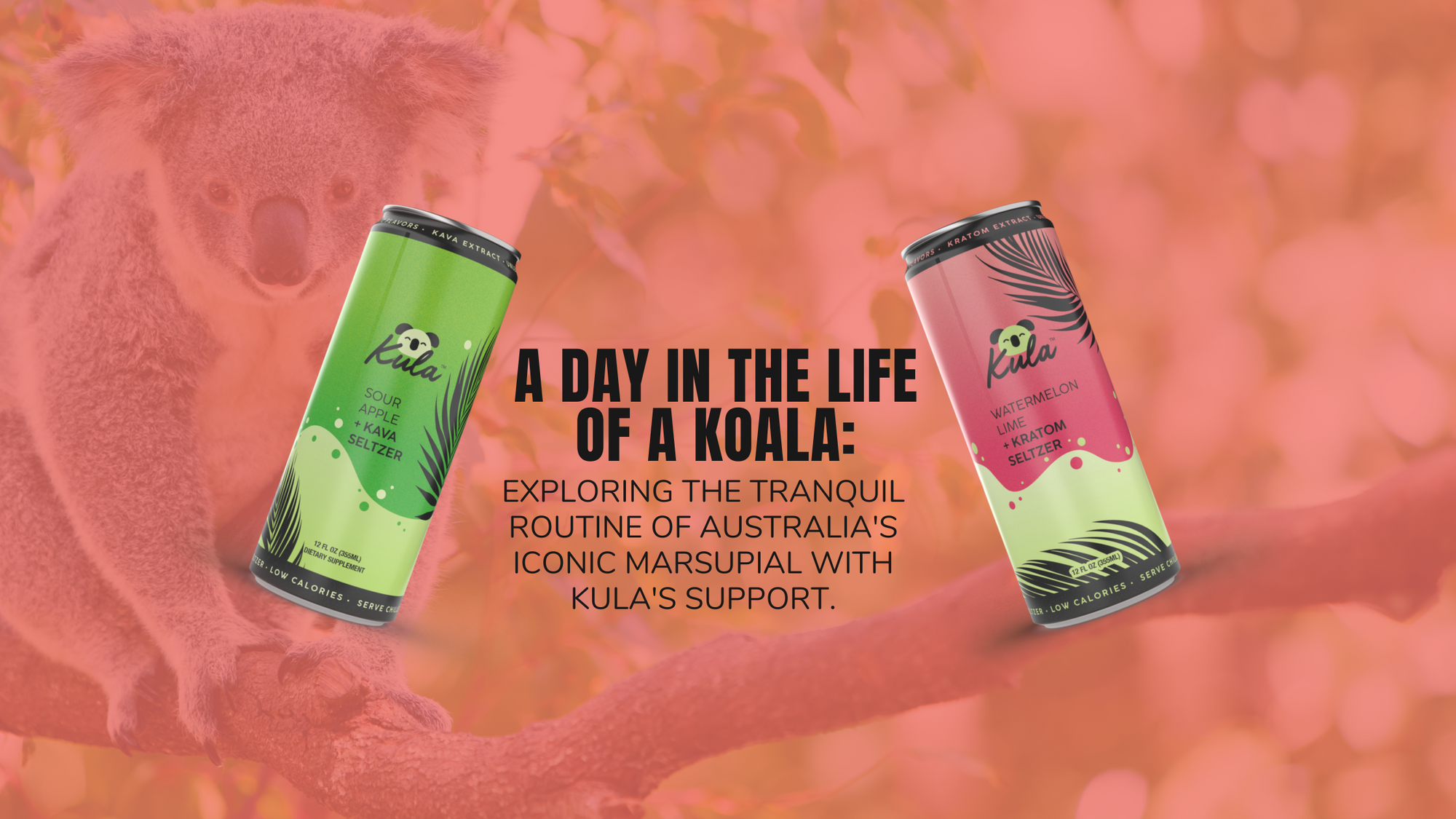 A Day in the Life of a Koala: Exploring the Tranquil Routine of Australia's Iconic Marsupial with Kula's Support.